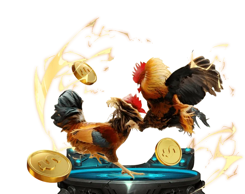 Đá gà trực tiếp kịch tính